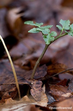 Leaf and sporangia  in late fall